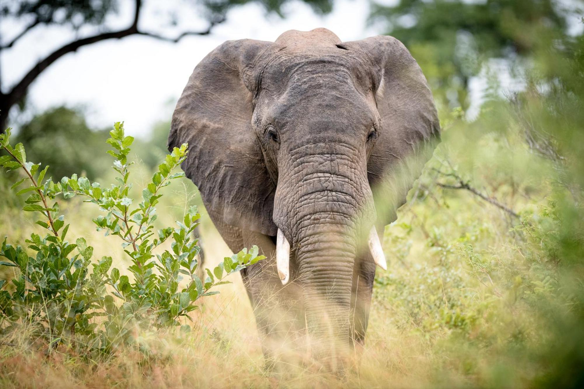 Serondella Safari Lodge ธอร์นีบุชเกมรีเซิร์ฟ ภายนอก รูปภาพ